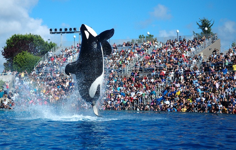 2009-Seaworld-Shamu.jpg