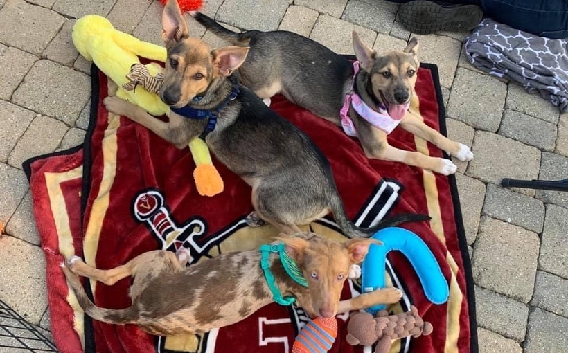 Connect-Media-Chicago-Real-Estate-to-the-Rescue-pups.jpg