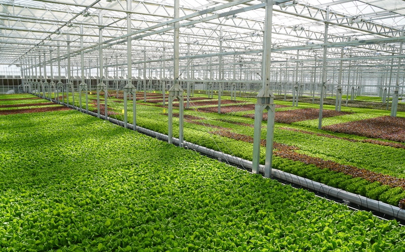 Connect-Media-New-York-Gotham_Greens_Greenhouse_Photo_Credit_Gotham_Greens.jpg
