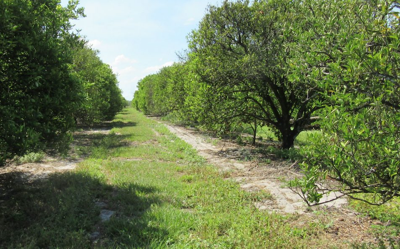 Connect-Media-sunrockgroves_svn_lakeland.png