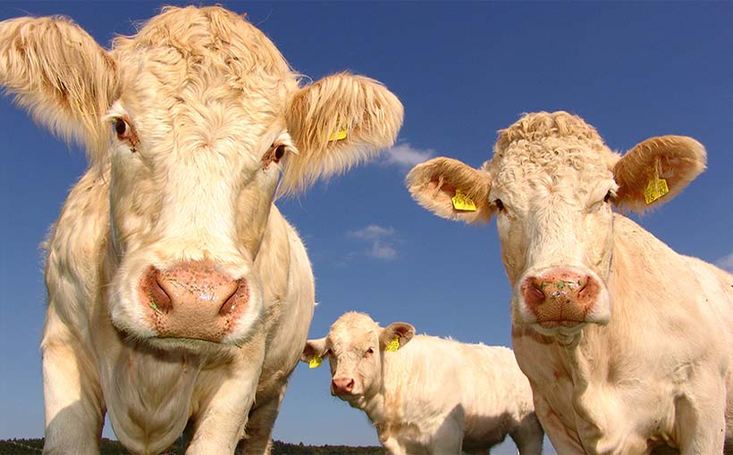 Northeast Texas: No Longer Dairy Country