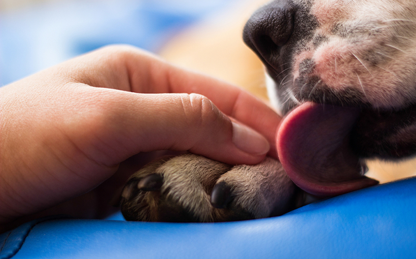 NAA: Clarity Needed Concerning Emotional Support Animals
