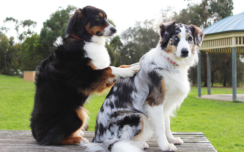 Luxury Dog Hotel Turns to Crowdfunding for Capital