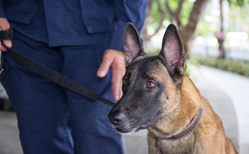 H-E-B Store Security Going to the Dogs