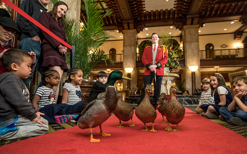 City Council Approves Peabody Hotel – and Famed Ducks