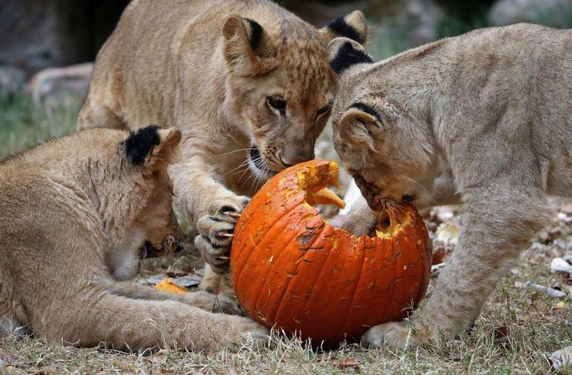 Zoo-Lions-Halloween-Pumpkin-8.jpg