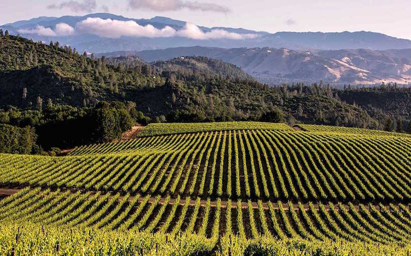Millennials Drive Record Wine Sales