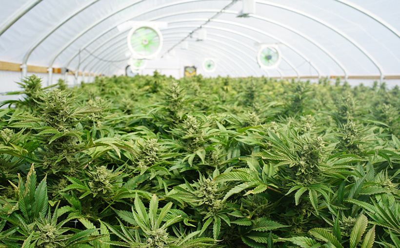 Large Indoor Marijuana Commercial Growing Operation With Fans, G