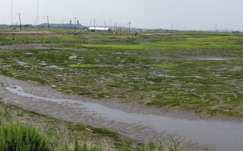 ny_Kingsland-Tract-Meadowlands.jpg