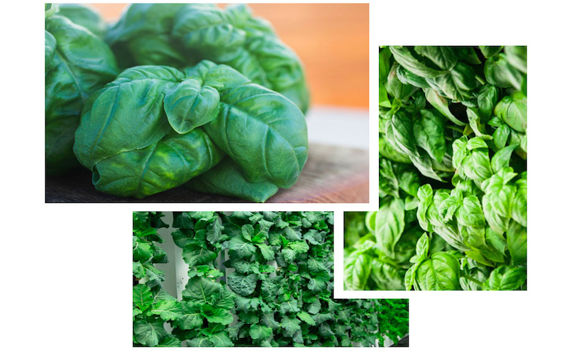 Indoor Farming Next Industrial Play?