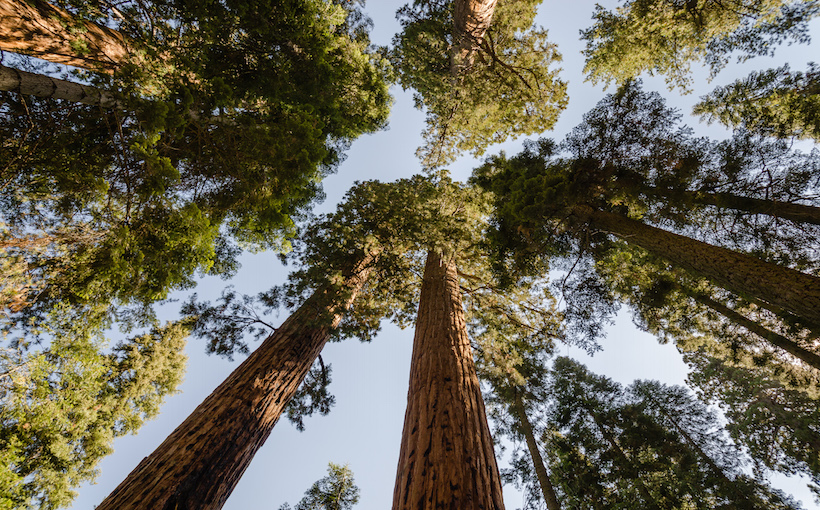 Survival of Sequoias Depends On — Dust?