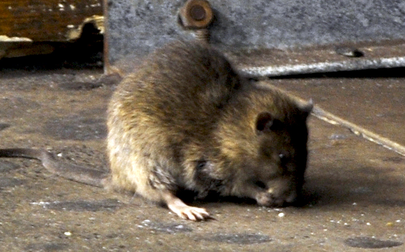 Uptown-The-Rat-Connect-Media-820×510