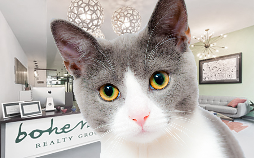 Uptown-bohemia_realty-with-cat-Connect-Medcia-820×510