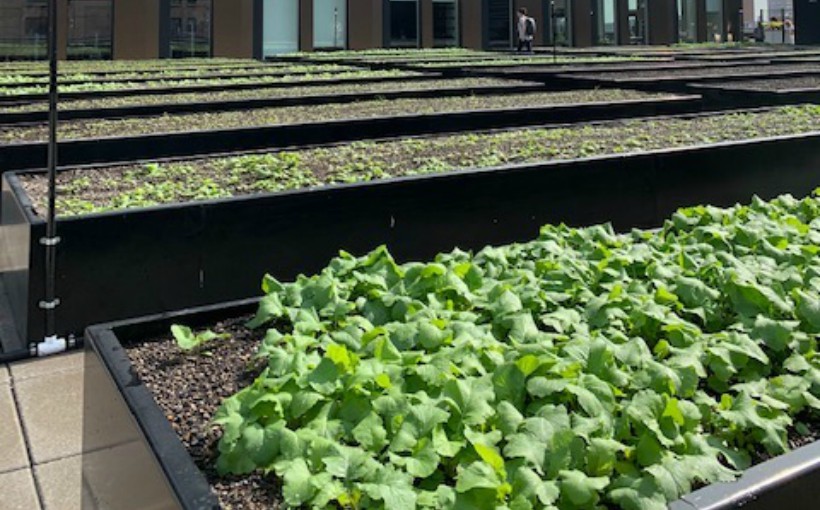 ny_Essex-Crossing-Farm.jpg