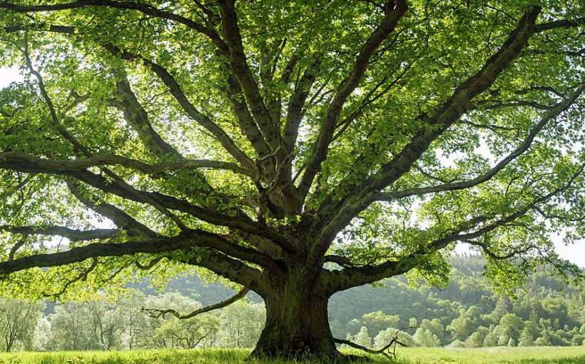 TOP TX STORY Oak Tree