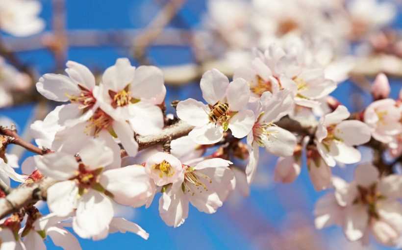 North American Pollinator Protection Campaign