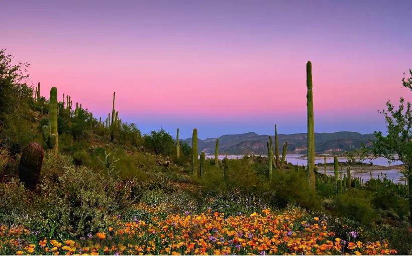 visitpeoriaaz.com