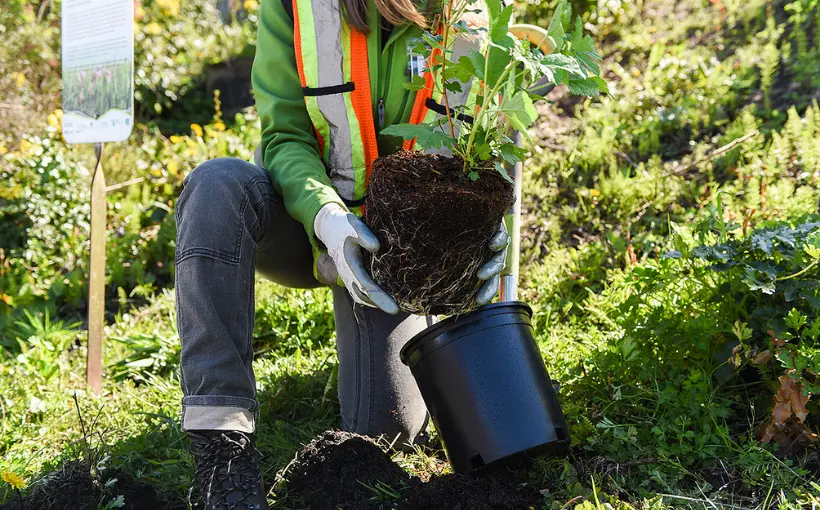 EBI Consulting celebrates Earth Day today, and every day, through its work building a greener and more resilient future.