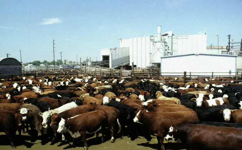 Amarillo to be site of $670 million beef facility