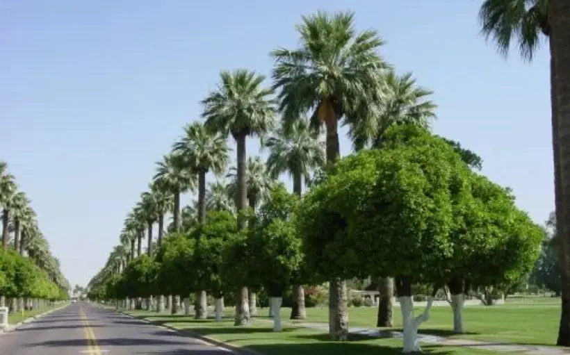 JLL arranged financing for a $30M BTR community in Litchfield Park