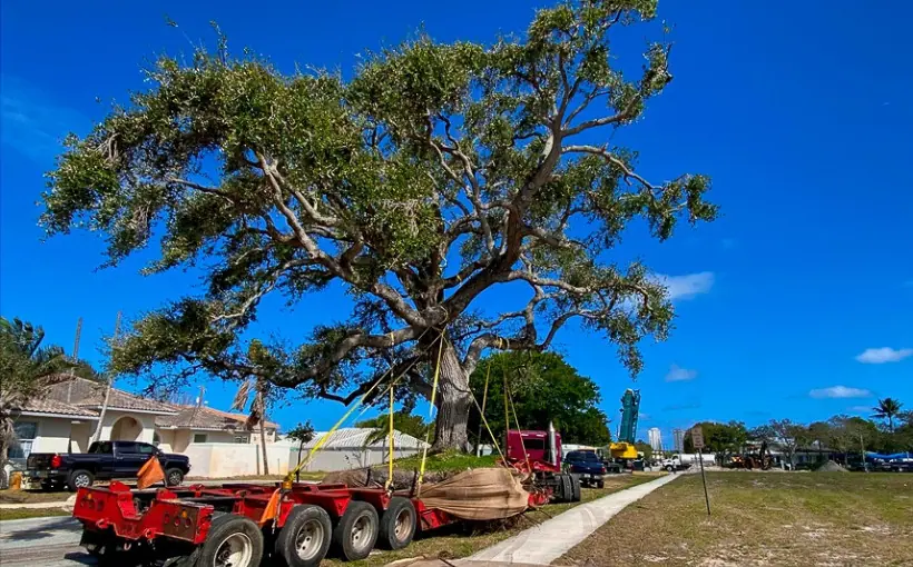 The Collier Companies has taken special pains to relocate a historic tree from the construction site of its Atlantic One apartment development in Pompano Beach, FL.