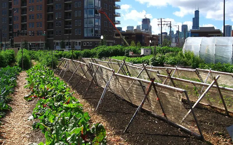 CHI Chicago urban farm photo by Linda from Chicago, USA
