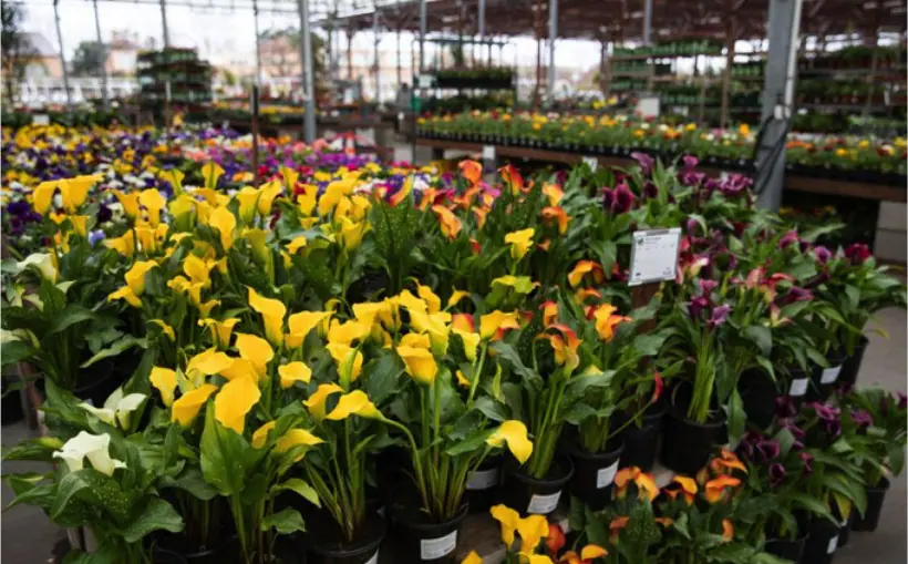 CA-based Green Acres Garden Centers Open up a nursery in Irving