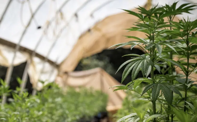 Cannabis REITS Cresco Labs, Columbia Care Agree to Terminate Merger, Chicago, Illinois