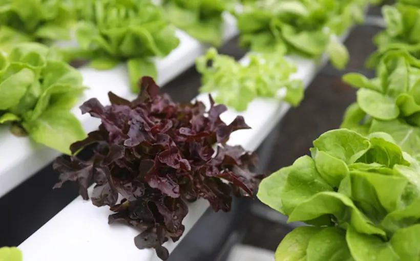 Lubbock, Amarillo site for $1.1B Hydroponic vegetable grower