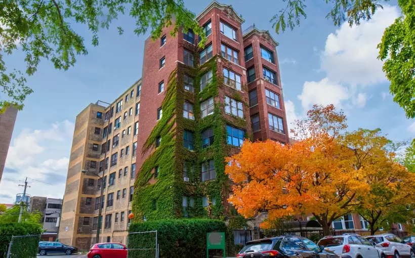 The Ivy_Chicago