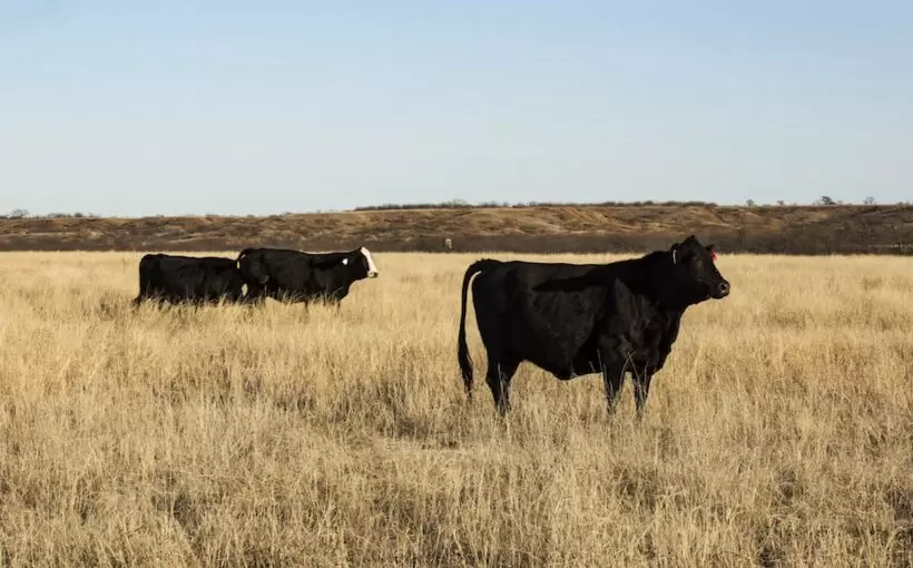 13,000 acres Laredo ranch to become master-planned community